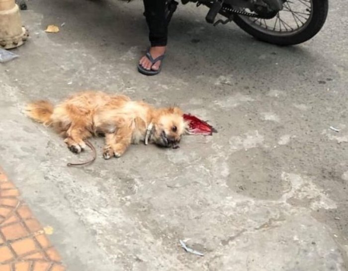 Mơ thấy con chó bị xe đạp đâm chết